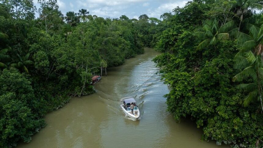 Devastación de la Amazonía lluvias Suramérica y deforestación