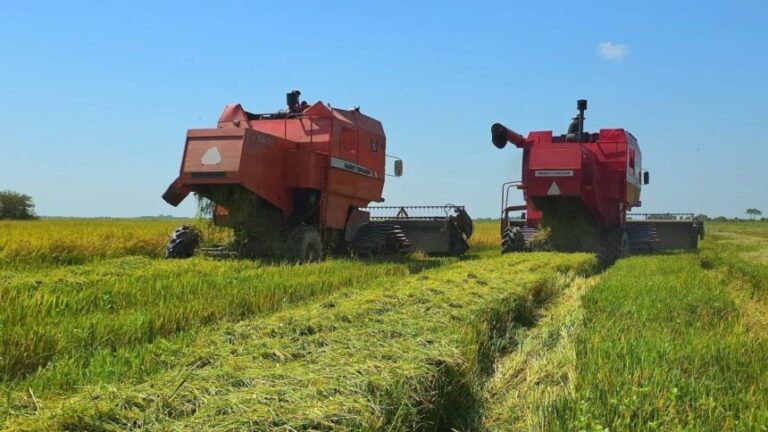 Apure inicia cosecha arrocera de alto rendimiento