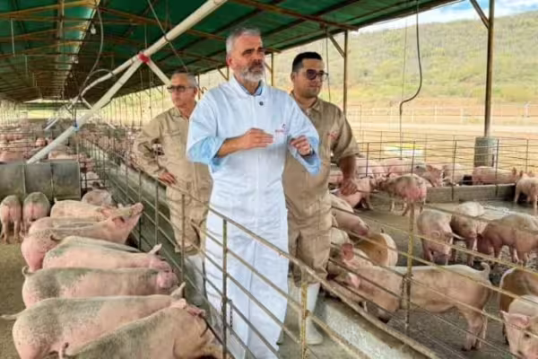 Venezuela alcanza autoabastecimiento en carne porcina para el consumo nacional