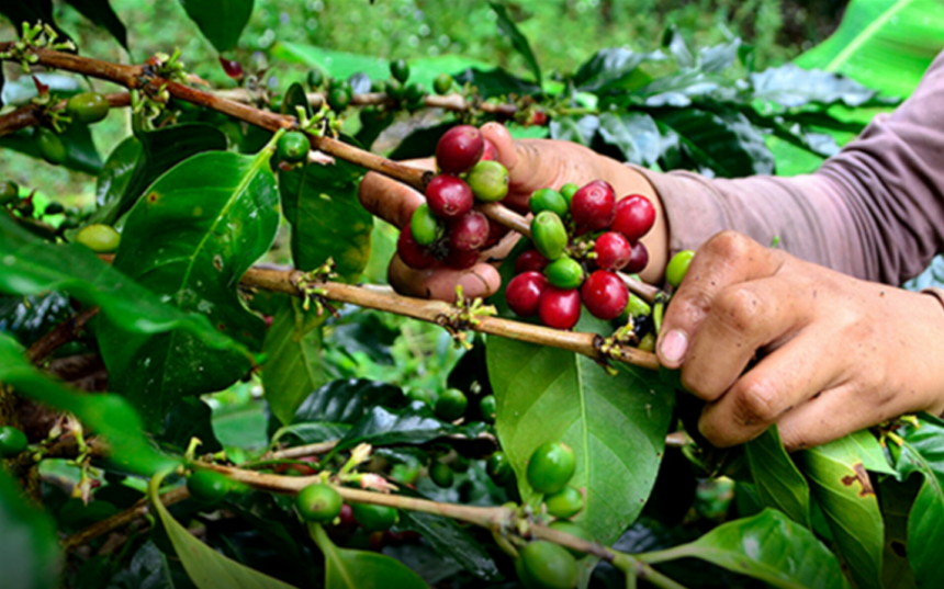 Certifican como zona protegida a caficultores del estado Lara