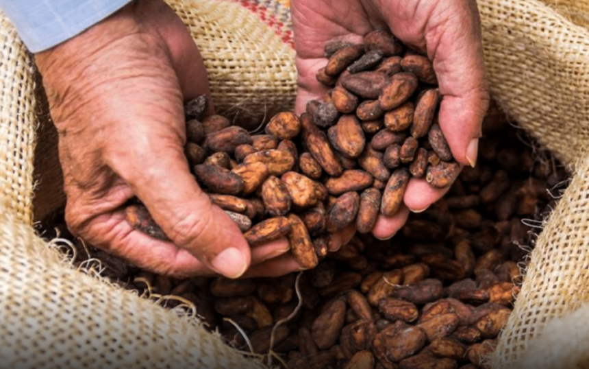 Fedeagro proyecta 1,8 millones de quintales de café en ciclo 2026-2027