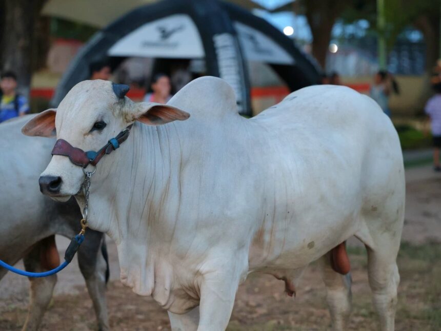 Fedenaga: Caracterización de 934 mil animales en Apure impulsa la producción nacional.