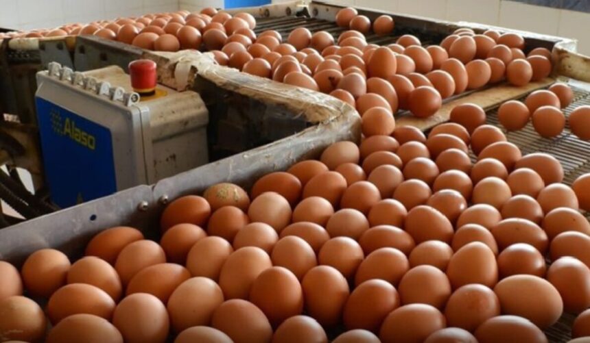 Fenavi afirma que producción nacional cubre 100 % del abastecimiento de pollo y huevo