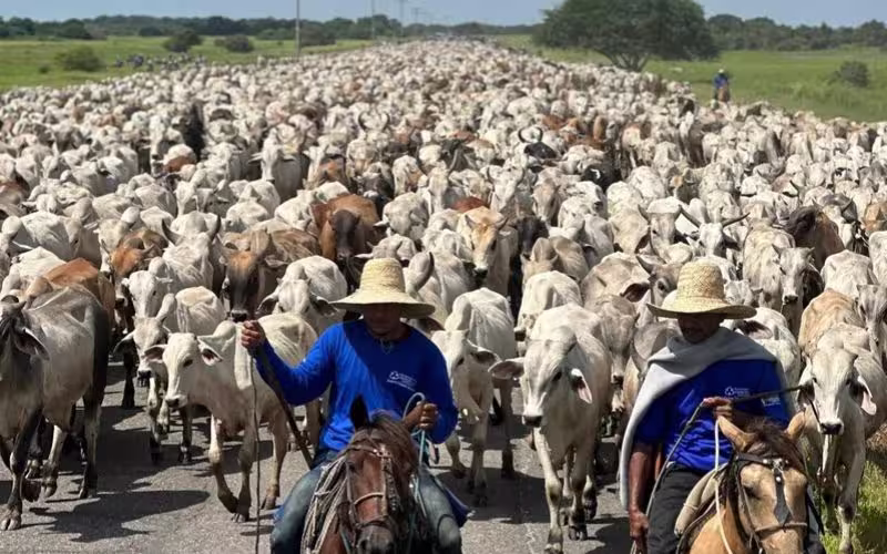 Gobernación de Apure reporta avance histórico en el registro del rebaño bovino