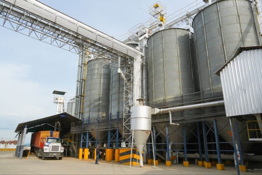 Productores de arroz de Portuguesa entregan la cosecha del ciclo de invierno