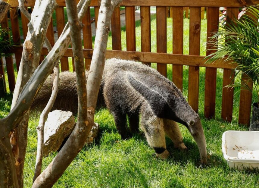 Inparques destaca avance en los procesos para la conservación y protección de las especies