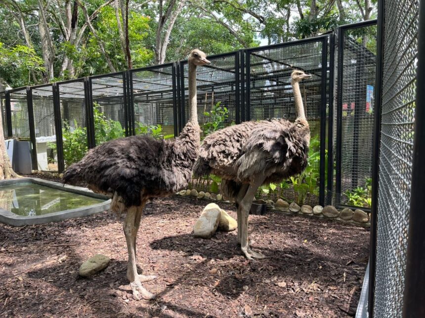 Dos avestruces se suman a la fauna del Parque Zoológico La Guaricha