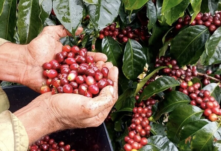 Presidenta Rodríguez resalta incremento cercano al 10% en la producción de café