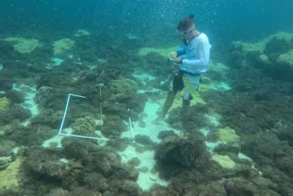 Impulsan plan para combatir la proliferación del coral invasor Unomia en el Parque Nacional Mochima