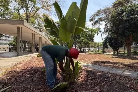 Comisión Presidencial inició la rehabilitación del jardín sur en la Universidad Central de Venezuela