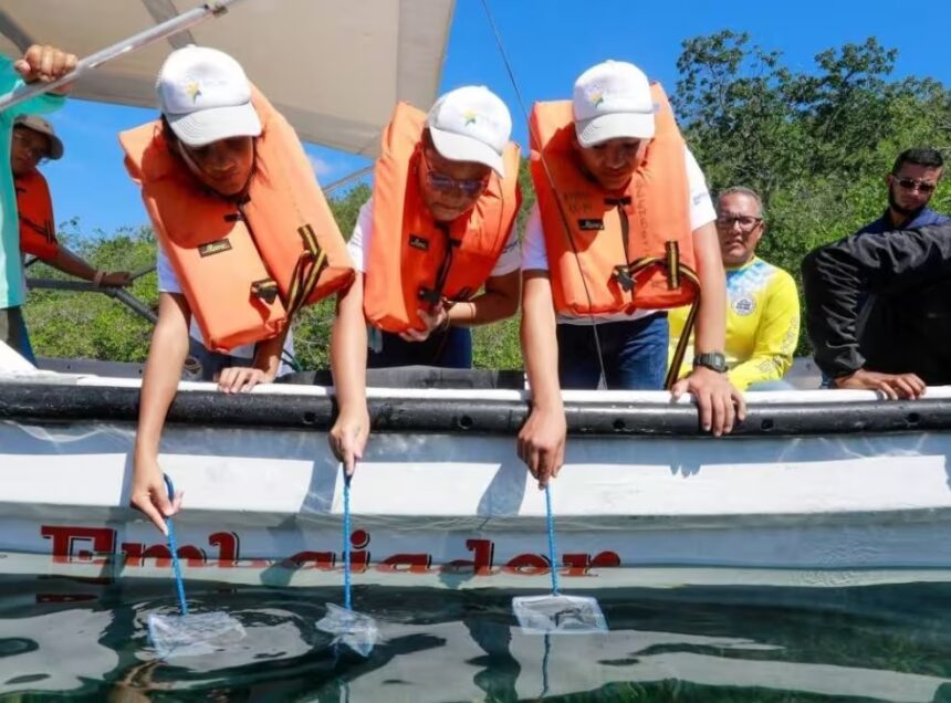 Más de 200 caballitos de mar son liberados en el Parque Nacional Mochima en el marco del Día Mundial de las Playas