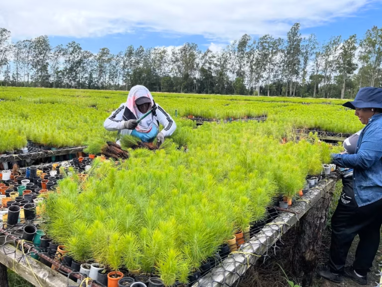 Con más de 6.900 hectáreas sembradas del bosque de Uverito, finalizó el Plan de Plantación 2026, una meta alcanzada por Maderas del Orinoco, ente adscrito al Ministerio del Poder Popular de Industrias y Comercio Nacional. Estos resultados son producto de las tareas que abarcaron desde el cuidado riguroso de las plántulas en los viveros hasta la preparación adecuada de los suelos, asegurando las condiciones necesarias para el crecimiento saludable de los árboles, ubicado entre los estados Monagas y Anzoátegui. ​De cara al próximo ciclo de siembra, la institución fijó la meta superior a las 15 mil hectáreas, proyección que fortalece la soberanía productiva, dinamiza la economía local con la generación de empleo y promueve la conservación del ecosistema industrial de la madera bajo criterios de sostenibilidad. ​Con esta labor, el Ministerio del Poder Popular de Industrias y Comercio Nacional reafirma su compromiso con el sector para transformar los recursos naturales en desarrollo integral para la patria.