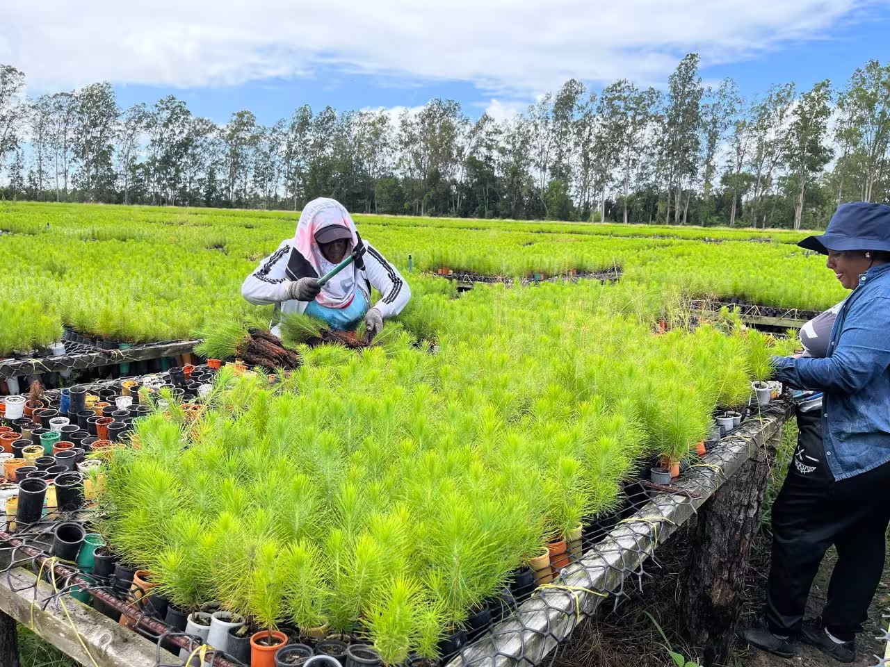 Con más de 6.900 hectáreas sembradas del bosque de Uverito, finalizó el Plan de Plantación 2026, una meta alcanzada por Maderas del Orinoco, ente adscrito al Ministerio del Poder Popular de Industrias y Comercio Nacional. Estos resultados son producto de las tareas que abarcaron desde el cuidado riguroso de las plántulas en los viveros hasta la preparación adecuada de los suelos, asegurando las condiciones necesarias para el crecimiento saludable de los árboles, ubicado entre los estados Monagas y Anzoátegui. ​De cara al próximo ciclo de siembra, la institución fijó la meta superior a las 15 mil hectáreas, proyección que fortalece la soberanía productiva, dinamiza la economía local con la generación de empleo y promueve la conservación del ecosistema industrial de la madera bajo criterios de sostenibilidad. ​Con esta labor, el Ministerio del Poder Popular de Industrias y Comercio Nacional reafirma su compromiso con el sector para transformar los recursos naturales en desarrollo integral para la patria.