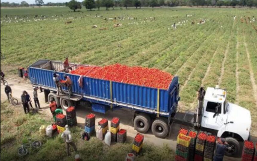 Portuguesa produce 71 % de los alimentos que se consumen en Venezuela