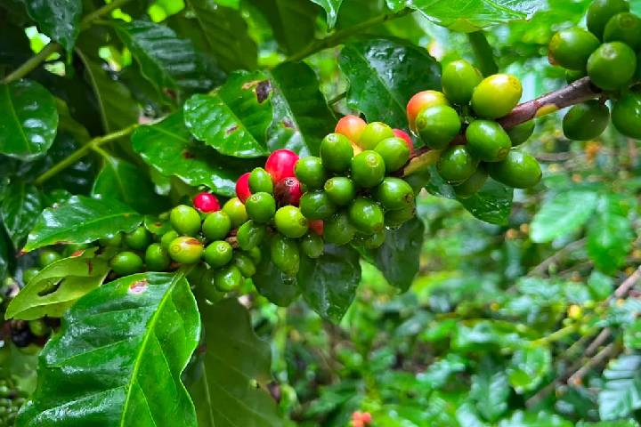 Unerg fortalece la economía local con producción de café gourmet
