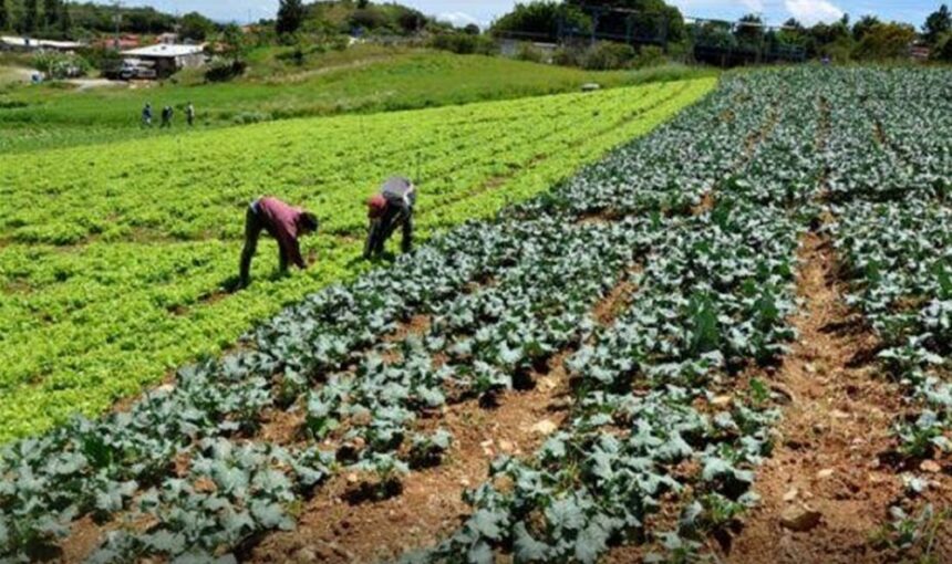 Venezuela destaca siembra de 580.000 hectáreas en medio del fenómeno El Niño