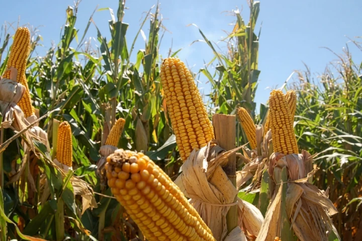 Plan Agroalimentario Comunal inicia cosecha de maíz en el estado Monagas