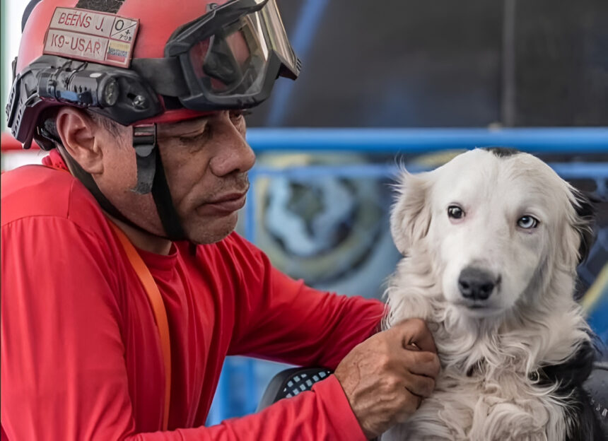 Tsunami el perro de búsqueda y rescate visita Maracaibo para recibir homenaje