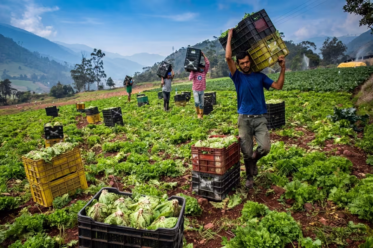 Producción de hortalizas cerrará en 900 mil toneladas