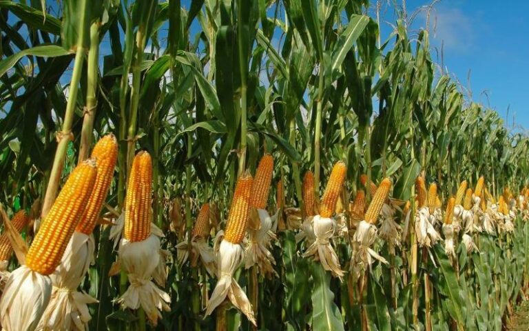 Apure: nuevo plan autoriza pago inmediato de cosechas a campesinos.