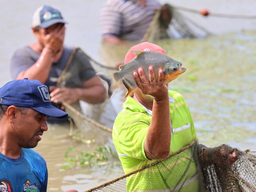 La Estación Piscícola de Biruaca inició la recolección de 50 mil ejemplares para fortalecer la seguridad alimentaria y el sector agroproductivo del país.