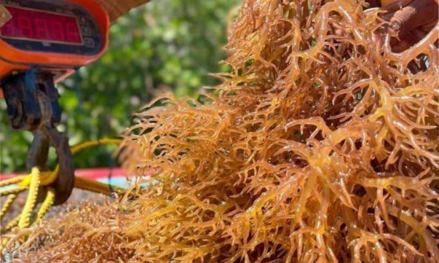 Exportan desde Nueva Esparta 164 toneladas de algas deshidratadas y pescado congelado