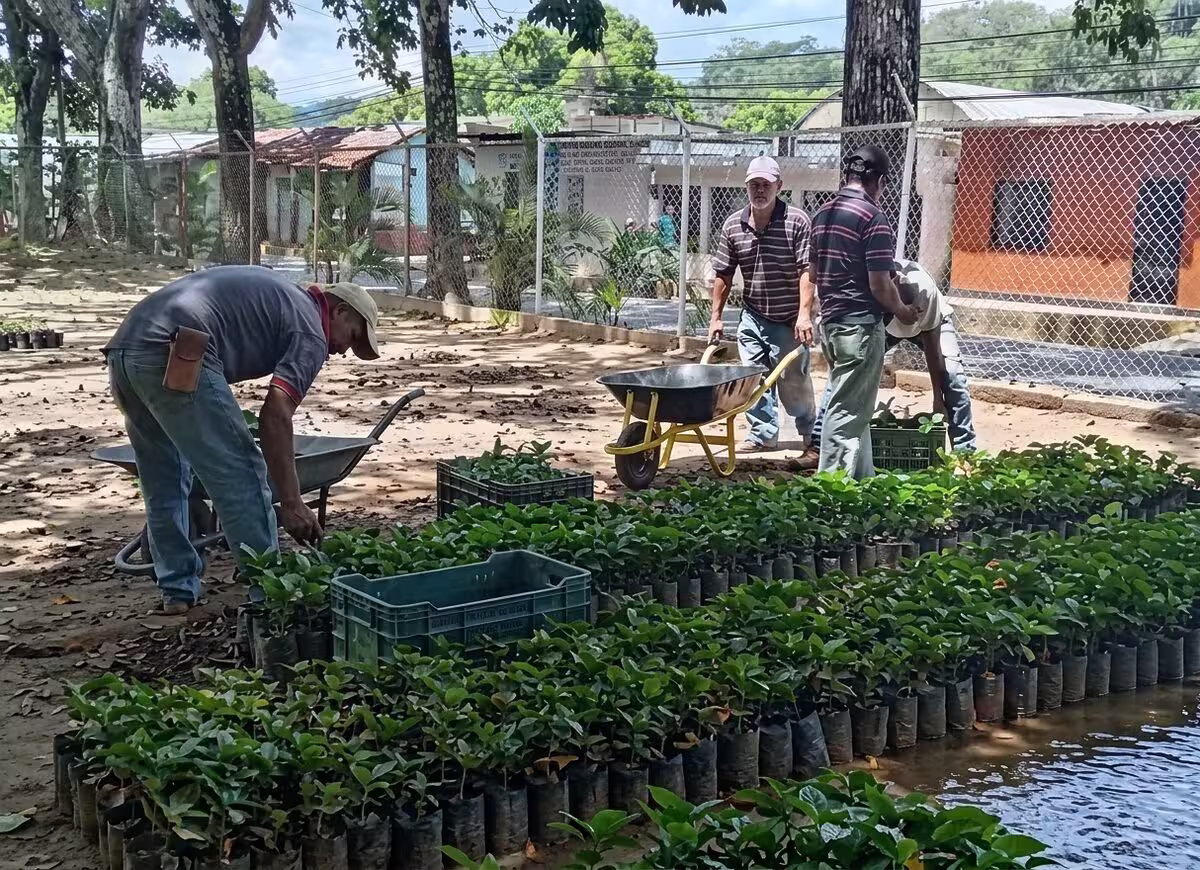 Impulsan agricultura del café con entrega de más de cuatro mil plantas en Trujillo