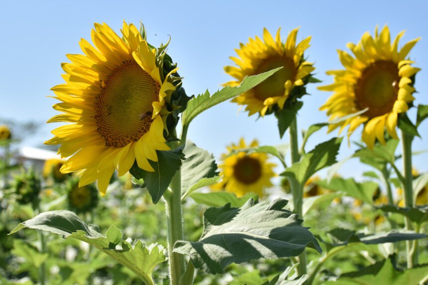 Portuguesa impulsa su motor agrícola con la producción de girasol