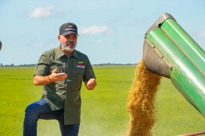 Venezuela suma una década sin importar semilla certificada de arroz